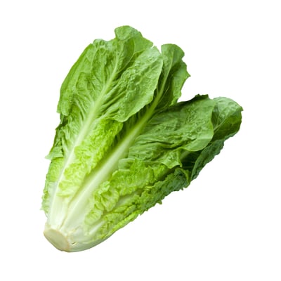 Romaine/Cos Lettuce